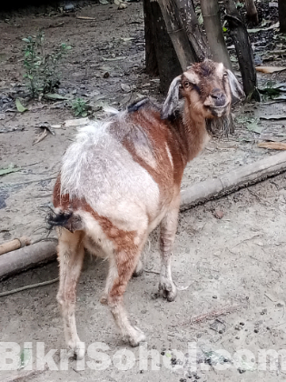 ছাগল বিক্রয় হবে কোরবানির জন্য ৳১০.৫০০